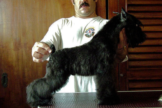BLACK SIGNAL