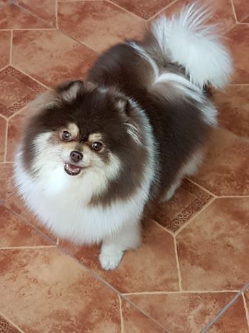 AGATHA