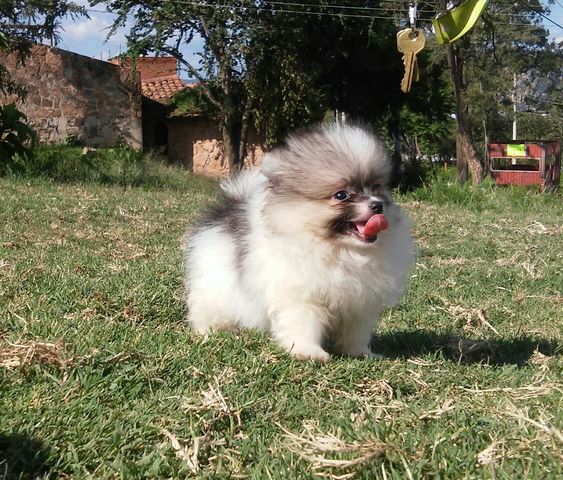 Macho pomerania particolor 2 meses y medio