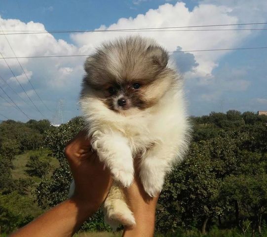 Macho pomerania particolor 2 meses y medio pedigree internacional