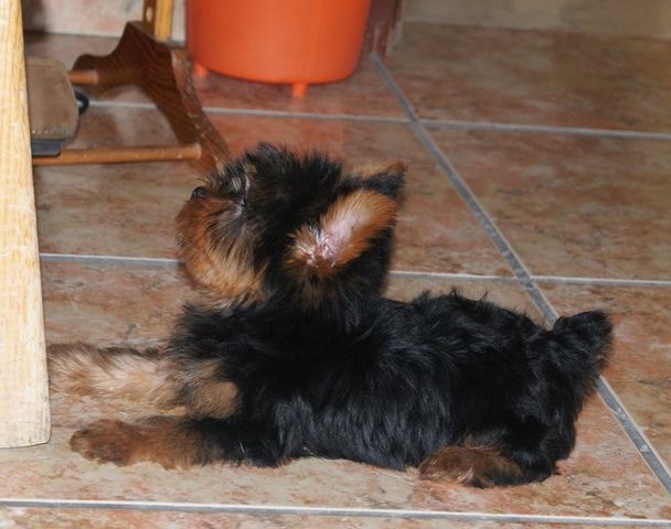 Carrier
3 meses