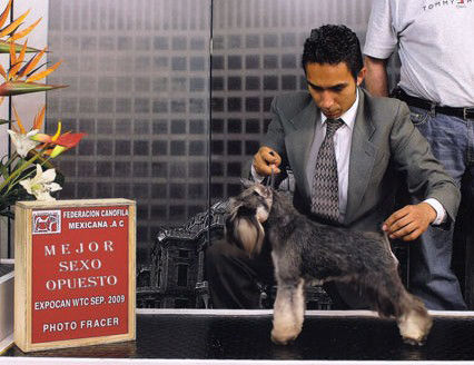 CAMP.MEXICANO 
YANGA`S DELITE OBSESION (SAMY)
HIJA DEL MULTI BIS CAMP. MEX CH EMPIRE`S TO BOLDLY GO BY YANGA`S