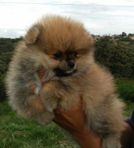 Macho naranja disponible 2 meses edad